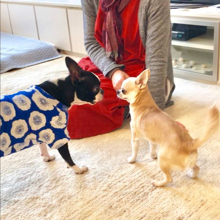 461f2693 ed24 4167 9856 842618994a14 1517487515550