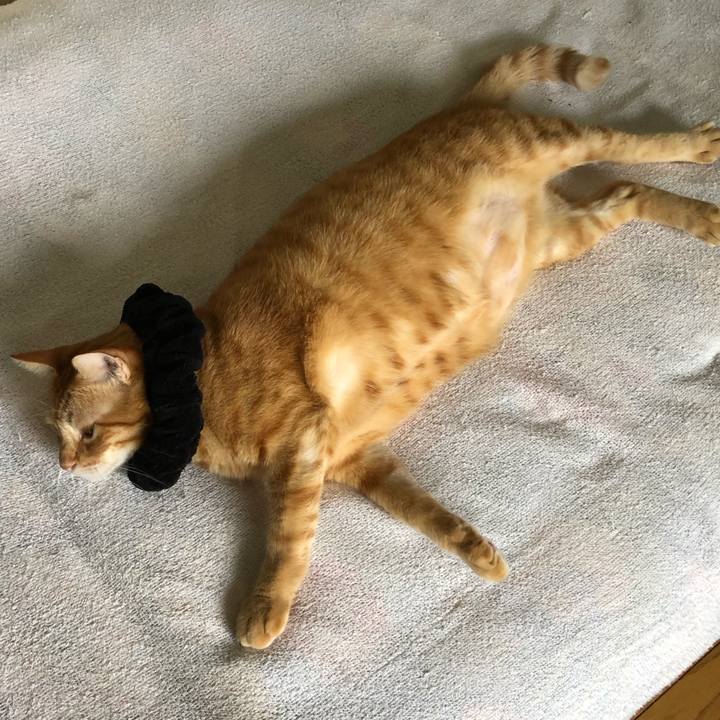 4620a82c 2075 48b4 8860 cd87ee710d22 1570252932907