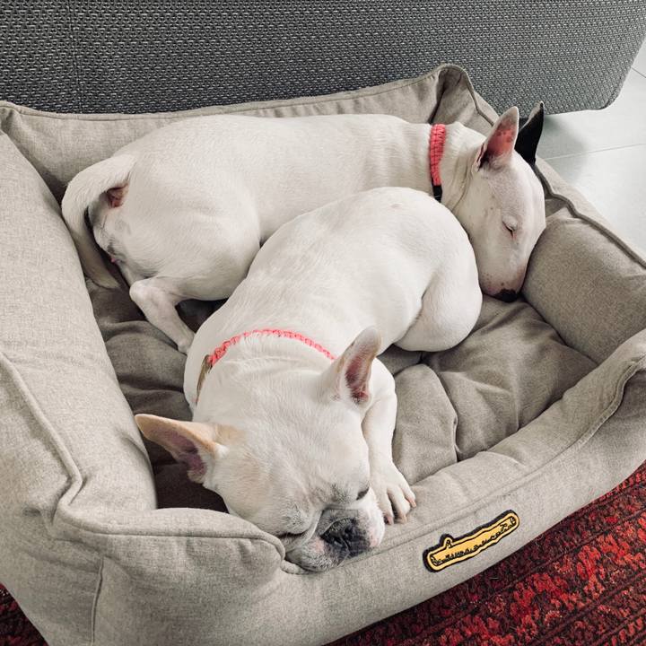 4620ff54 24af 4e7b 939c 5d0eee5897d6 1582724823284