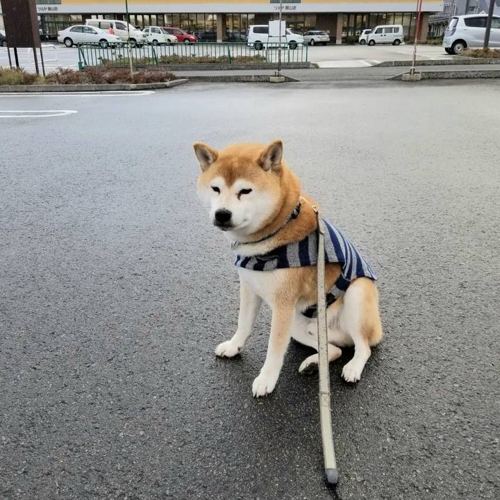 462312fd 49e1 44ec ba74 6e30abe7469c 1575522866643