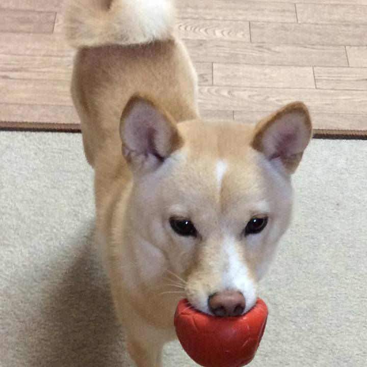 4623aee2 d848 4112 8968 546231345b73 1508362644836