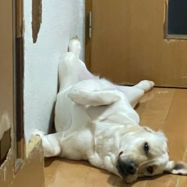 462749ca dfd4 41fc 9b9f 4ed3ba7456b1 1680604623994