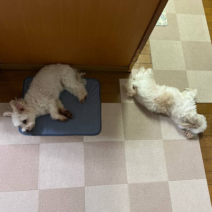 4628b176 0a2e 488e a29f 9110df8a3b52 1692352747490