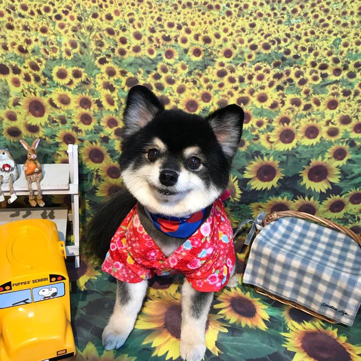 4628e2dc 1f8a 4687 a740 558091f9ef69 1533146540455