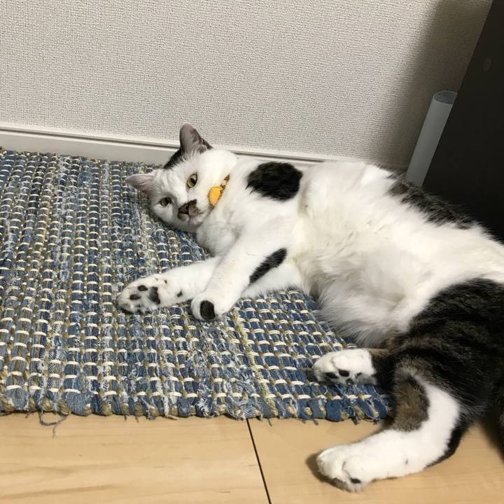 4629fc6c e51e 4e84 bf25 bfd37d1b9405 1532834362630