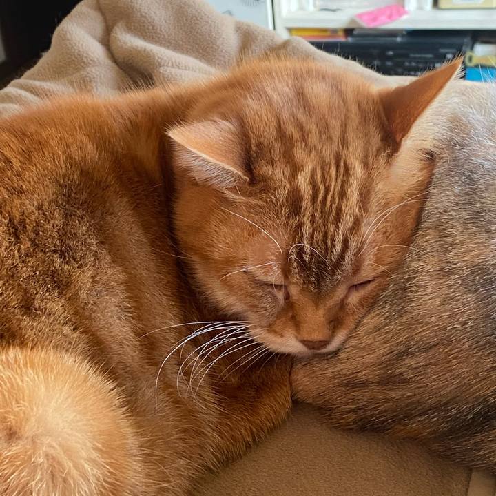 462b419d 9be5 4763 bf5c c2be5745612f 1612332426918