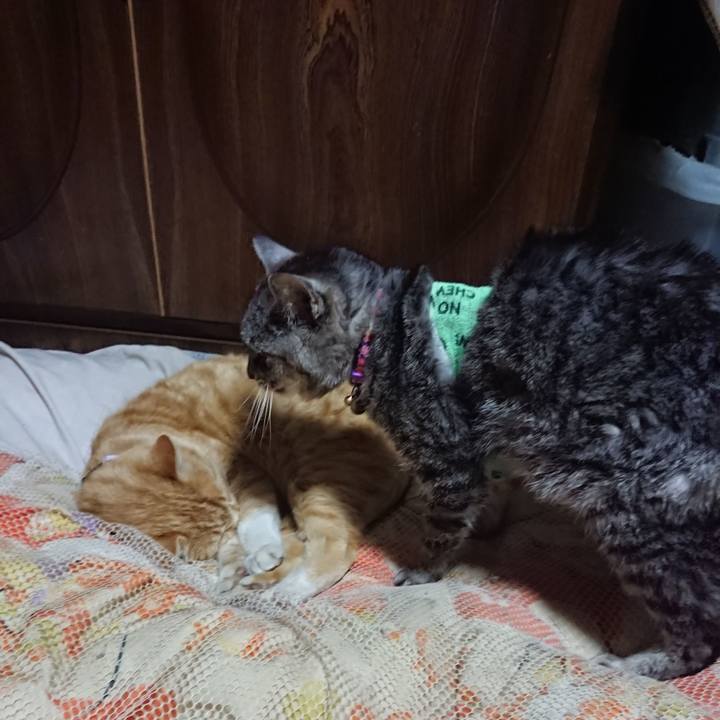 462d56e5 2231 4aad b38a e0fdebfa345a 1587040647776