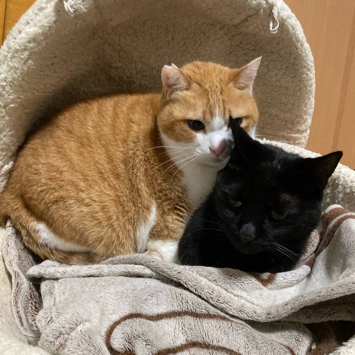 462e0c2f 9830 4392 a784 df6499456138 1766313791101