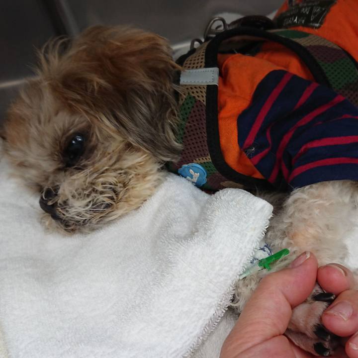 462e89a3 8848 48c8 a441 b07c2d45f717 1524202831093