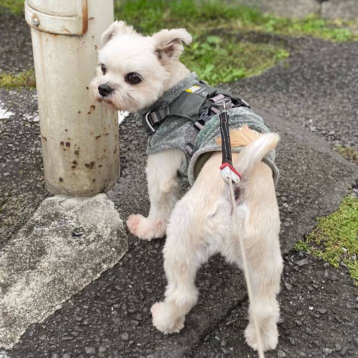 462fb4ad a93f 4716 88d6 aea097506943 1602826856409