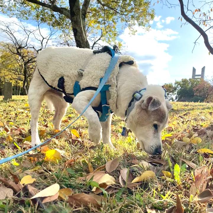 46323ab3 775e 4941 a3a1 f0a181468263 1732358512893