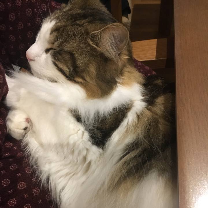 46339580 c824 418a a148 61af240fb0f1 1552655042131