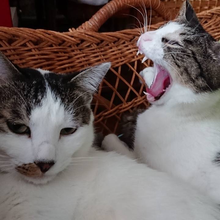 4635d598 f077 40a3 9579 fc7279a795ea 1509610243541