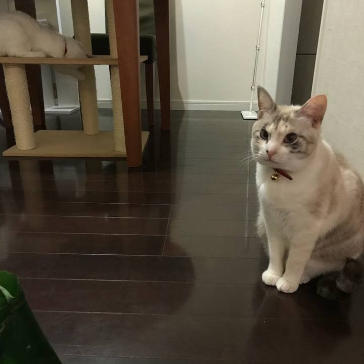 46390e05 1d0c 428f 9c87 d8c6bfa90615 1512386223362