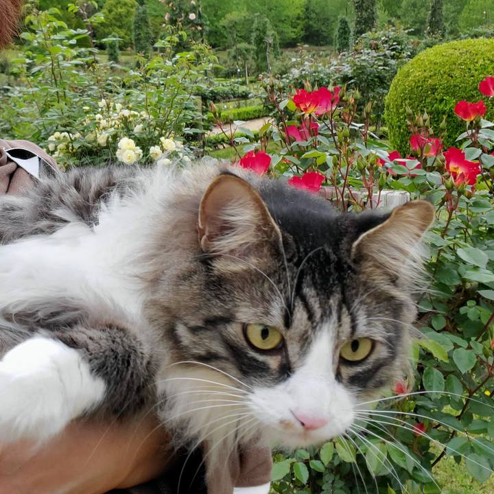 463a89f0 d484 43aa bda2 559d0f4ea3f3 1714622684762