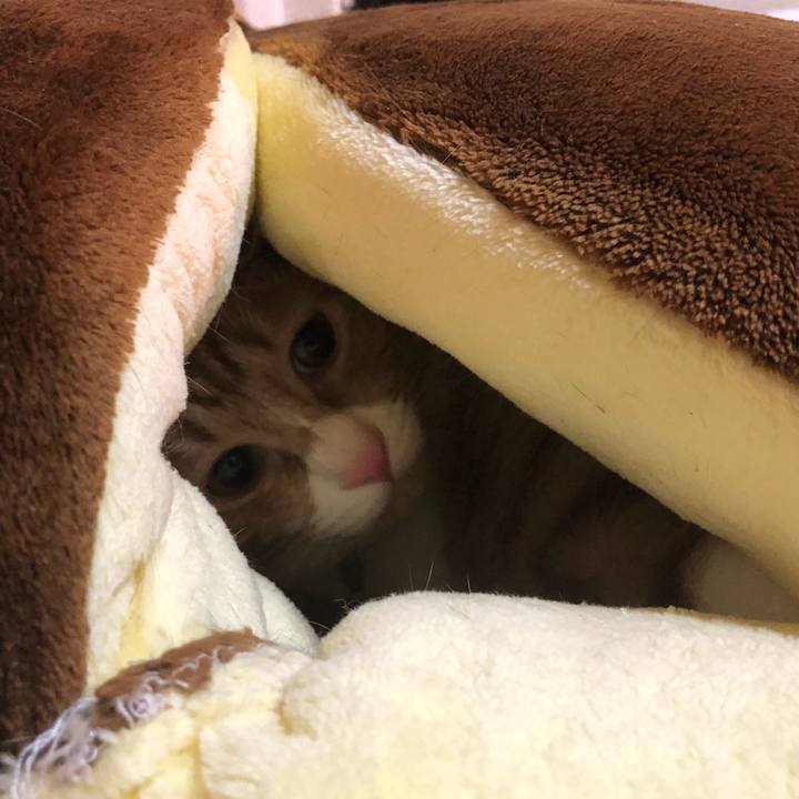 463d8f04 b020 4e29 bea9 8b7c4b9e644b 1550925527379