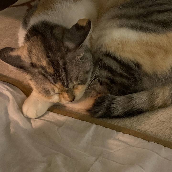 463f463c 5304 4cb4 9d55 48d41cf895f1 1603791079304