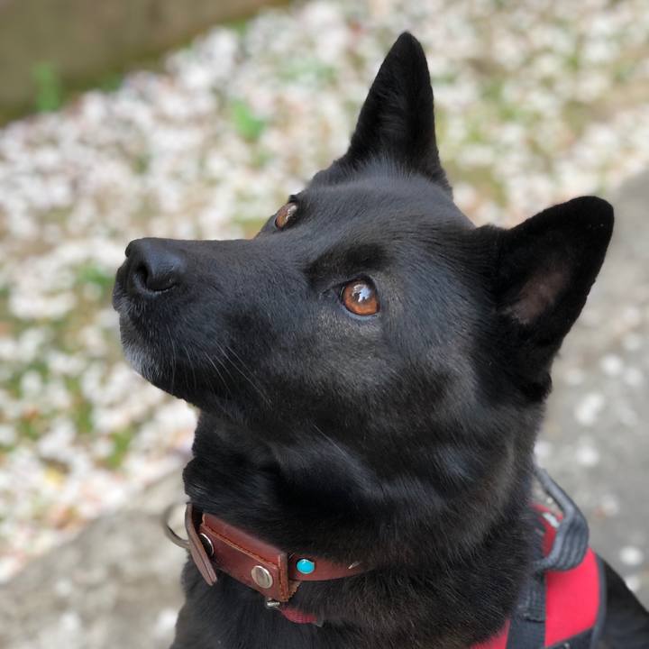 46401060 cb74 4acb 8744 57862f686bdc 1554588669026