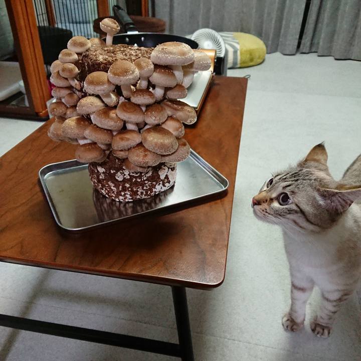 4640a5ec 8e2b 46fb 96ca ee0b36484942 1589624313291