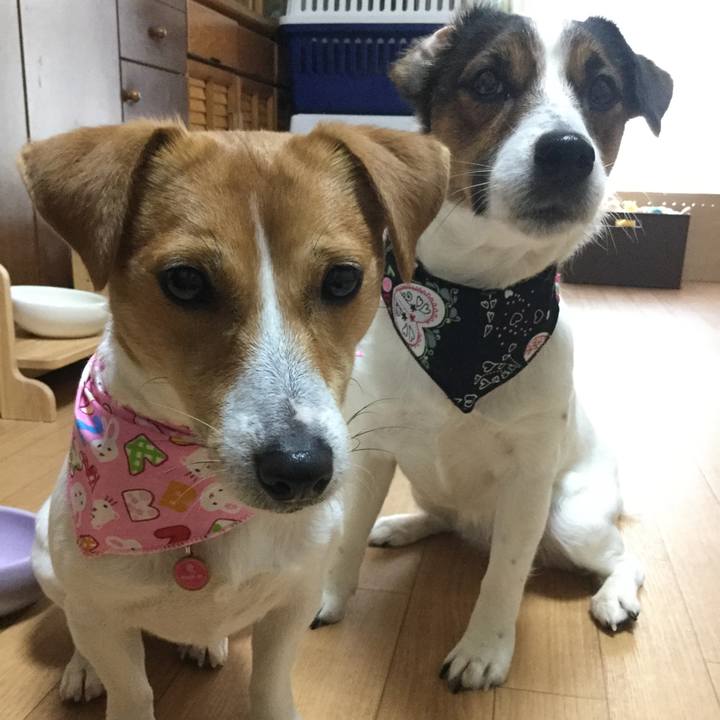 46426f6a 9218 4008 a6c9 2e94a55d0398 1520580437902