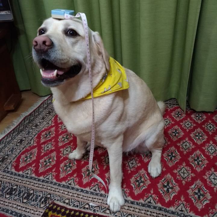 4643a678 5d84 4f5c aada d214067fc71e 1583840648471