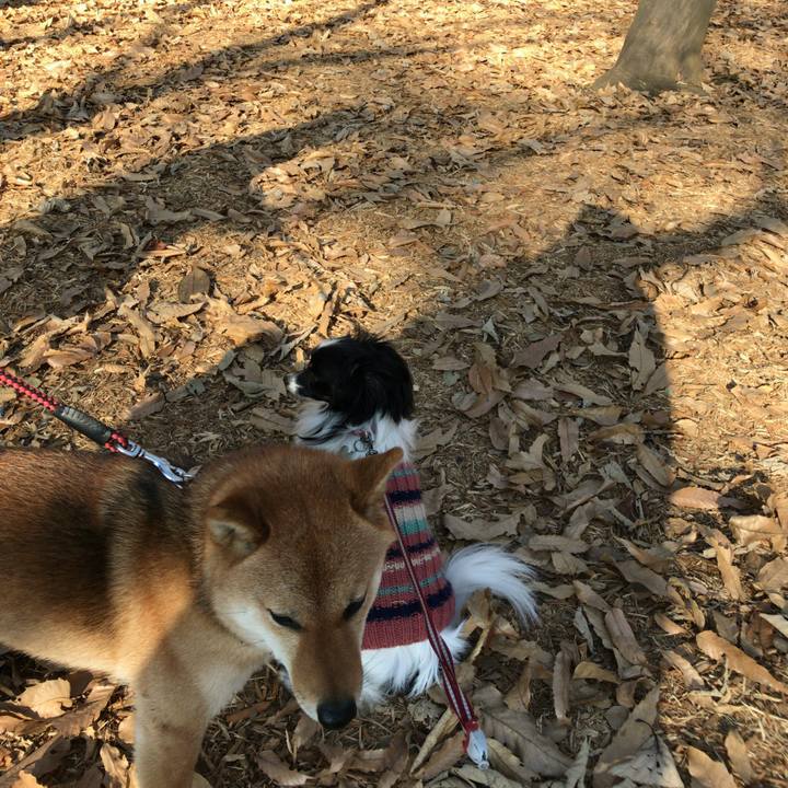 4644e085 c9fd 4280 80a5 9597b50f9f2b 1513857141428