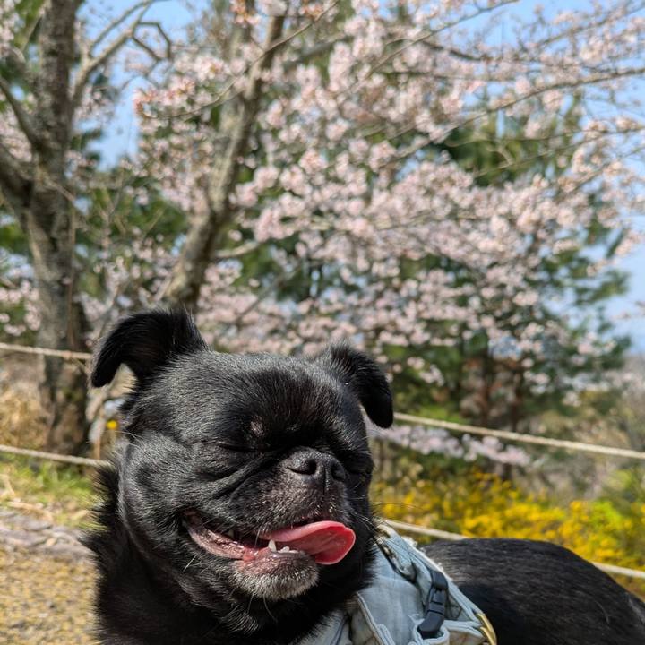 4645db74 9bef 4f2f 8348 1ce257003e3b 1774756444272