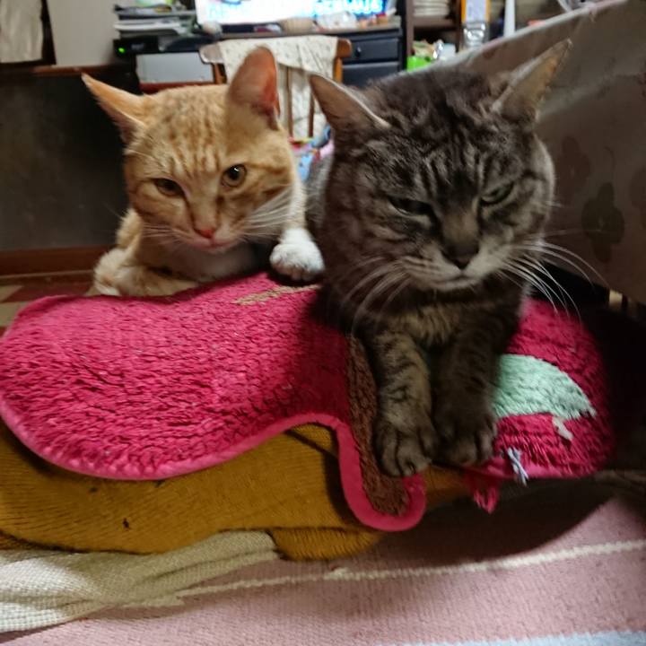 464601c6 bb06 4ee4 83ca 6a52dde80212 1556883464544