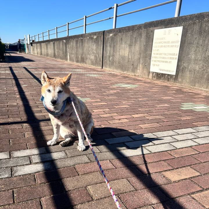 46460a72 fce2 4a4e 9799 9de288d83716 1763785685028