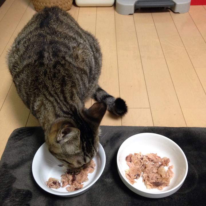 464b596e e8bf 40c5 ad77 ade36f139e6b 1509007266148