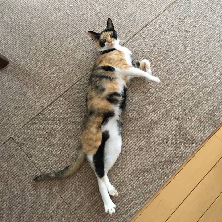 464c1bfd ef2c 46bf 8941 976ffef2b50e 1517464528525