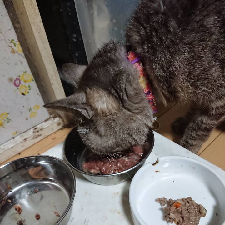 464e9fcf eda6 4a2c b39e 296d653ce2b0 1597146729566