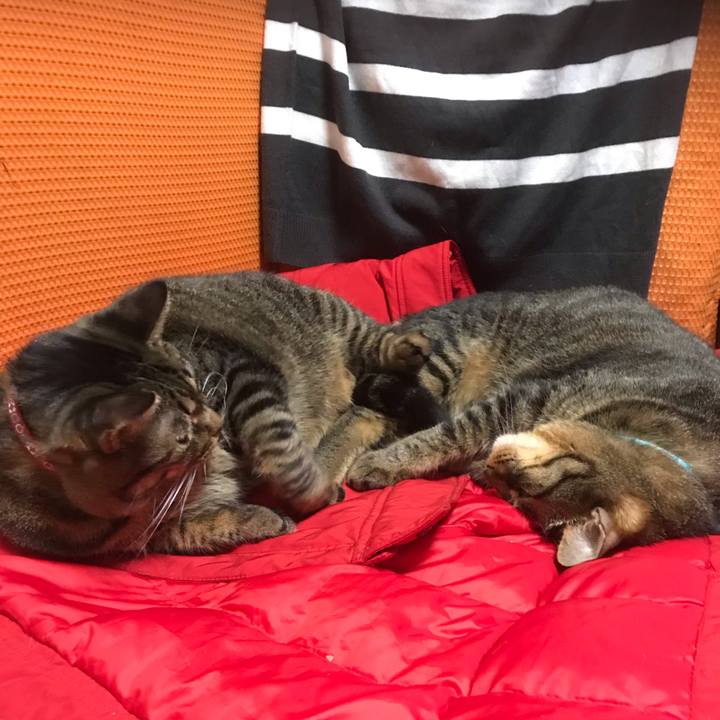 464ea891 5868 41af bb42 27ec33e5d17b 1545836362262