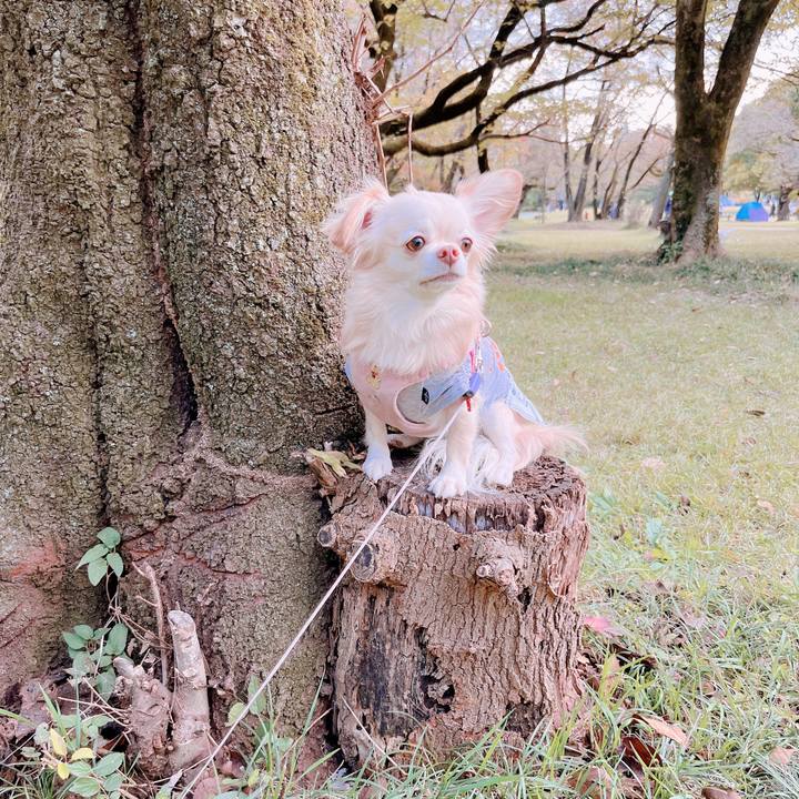 4655ab97 c09b 41a3 8284 87da663c151e 1667133980812