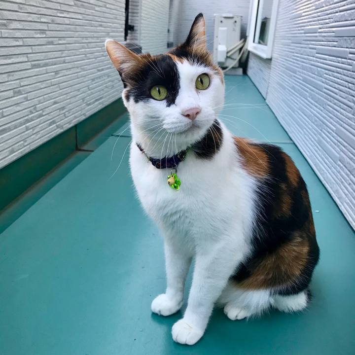 465a2ac2 5737 46e1 85af ec066f3a30b9 1539866117734