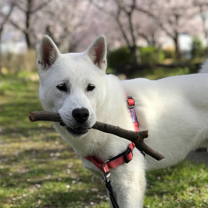 465abccd 936d 4edc b7ab a79ee7717aa0 1522465386391