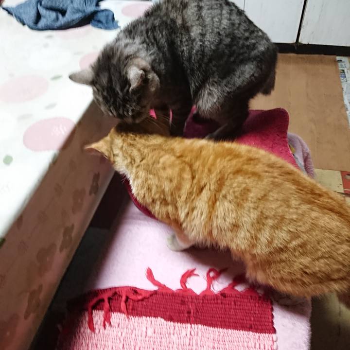 465ff41d 902f 40fc a7d4 4fe011f36793 1554110179225