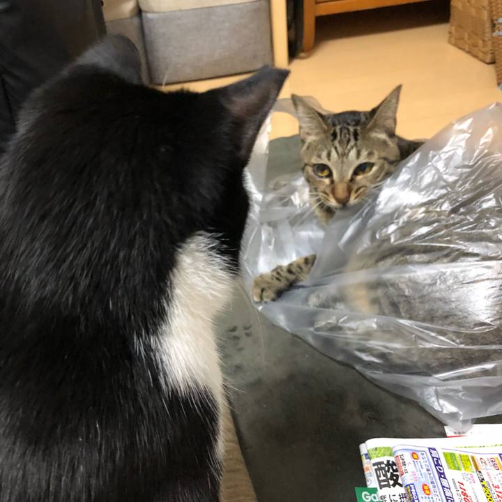 4660905a f633 4dc1 985f e58a6aa754dc 1541328279437