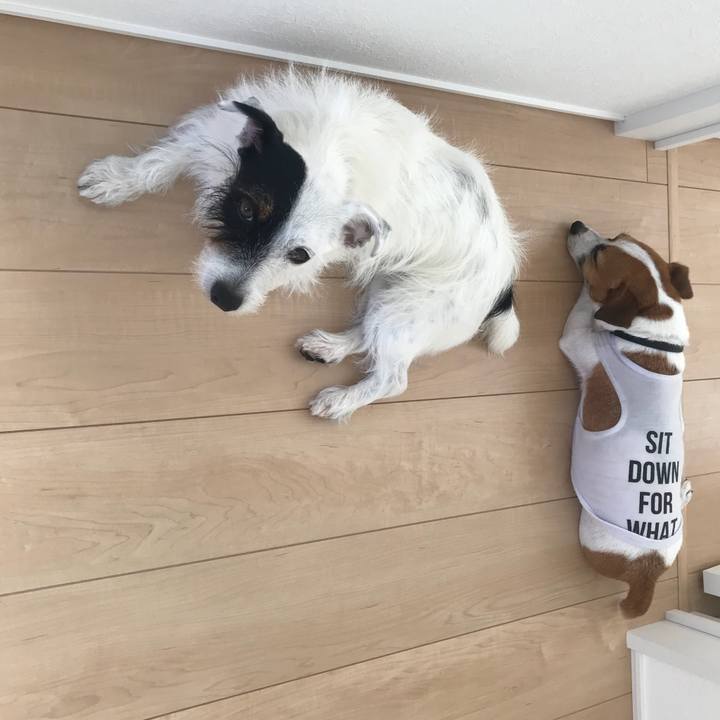 4660b2f0 66e1 4622 b8ee f6b47029e764 1534377354294