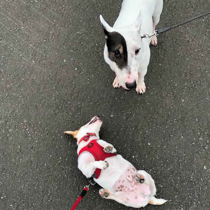 4663220c 36b8 4d91 8833 67cef3effa70 1563457848327