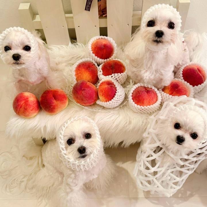 4663a71d 39d4 4de3 a576 ca266b361daa 1754660466571