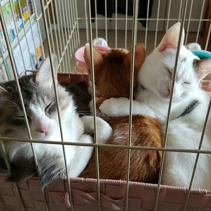 4664e043 8df5 4fcb 8eec 524f7b8cd58d 1513915972837