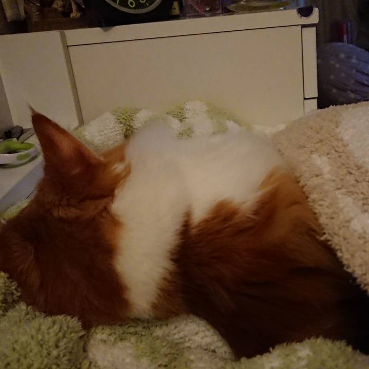 46655405 9197 42f3 9479 73e1e395599c 1543154887818