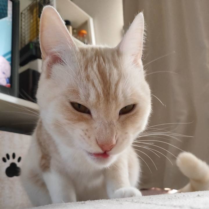 466a11fc 2d78 4a4f 8d4a b435534e8f1e 1668942177695