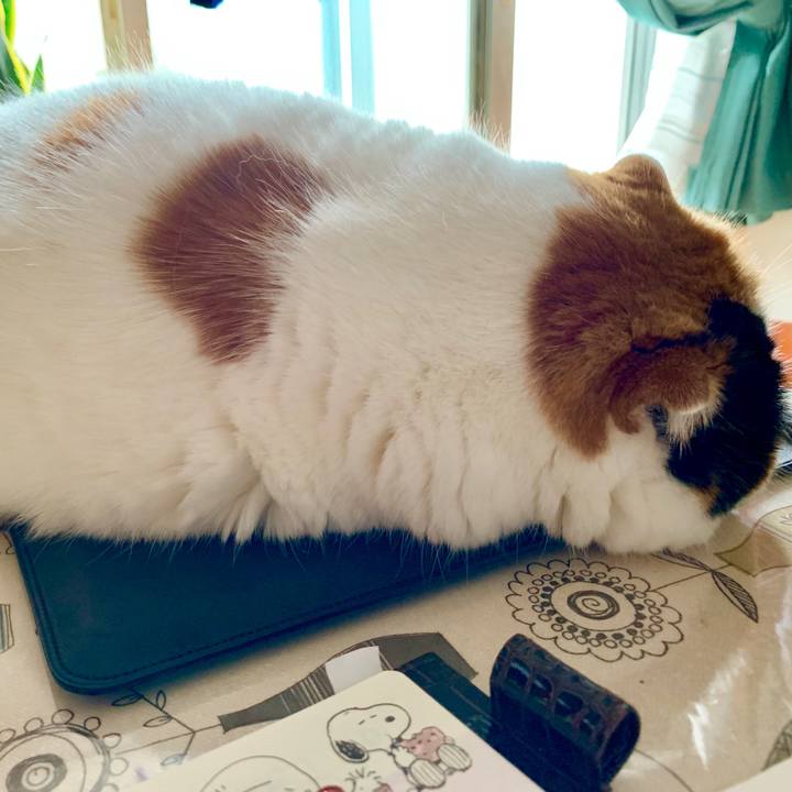 466aa19e f35e 4dd4 9e30 bca00d51f445 1566959405845