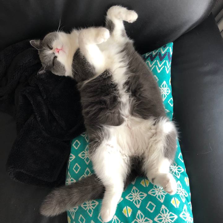 466c8425 978c 4a25 9a98 1c013eef5ce6 1545458529946