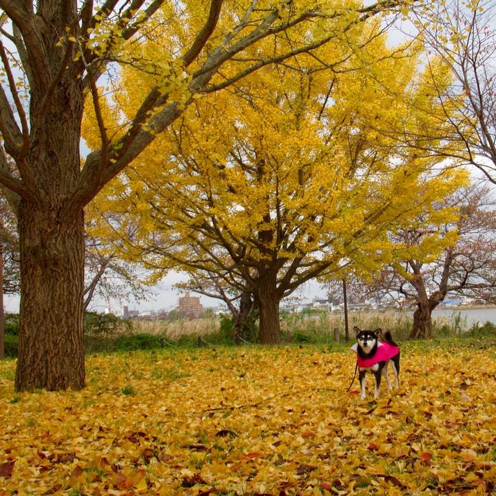 467026c2 3828 4f66 8be4 7d00177265c1 1543809182788