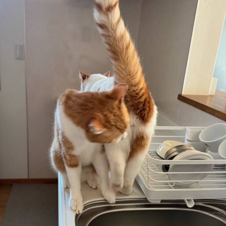 4675d280 a01a 4169 816e 62c73150aaef 1770175047832