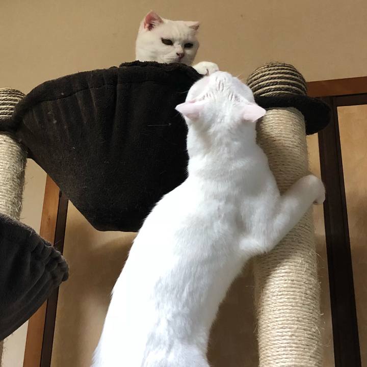 4676b927 db66 4546 9cdf 9d244c331937 1531745776817