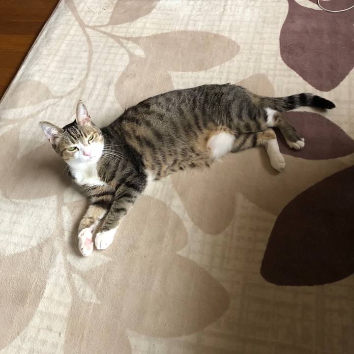 4677d567 247b 4624 8268 4df6e6ea414d 1743815045977